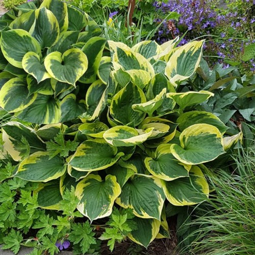 Hosta 'Twilight' - Hosta 'Twilight' P9/0,55L 